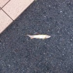 魚