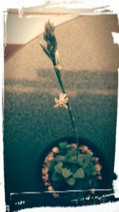 %e3%83%8f%e3%82%aa%e3%83%ab%e3%83%81%e3%82%a2%e8%8a%b1